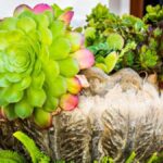 Dazzling Varieties of Suçculent: Which One Is Right for You?