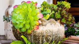 Dazzling Varieties of Suçculent: Which One Is Right for You?